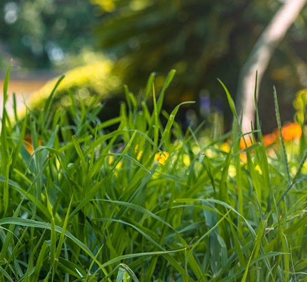 Vibrant green Argentine Bahia Grass lawn on day 39 of germination